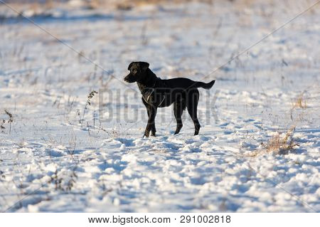 Portrait Of Beautiful Small Black Dog, Looking Forward, Standing In A Sunny Meadow