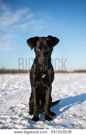 Portrait Of Beautiful Small Black Dog, Looking Forward, Sitting In A Sunny Meadow