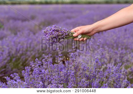 Gathering A Bouquet Of Lavender. Beautiful Girl Holding A Bouquet Of Fresh Lavender In Lavender Fiel