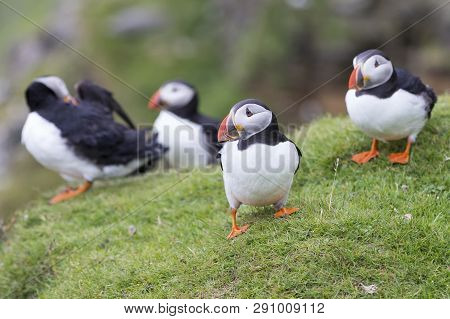 Colony Or Circus Of Puffins Sit On The Short Grass Of A Cliff Side In Shetland Islands