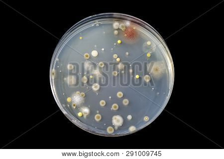 Colonies Of Different Bacteria And Mold Fungi Grown On Petri Dish With Tryptic Soy Agar, Isolated On