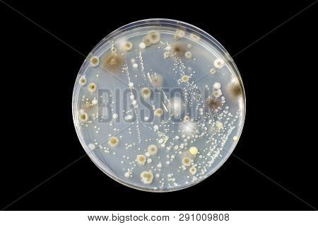Colonies Of Different Bacteria And Mold Fungi Grown On Petri Dish With Tryptic Soy Agar, Isolated On