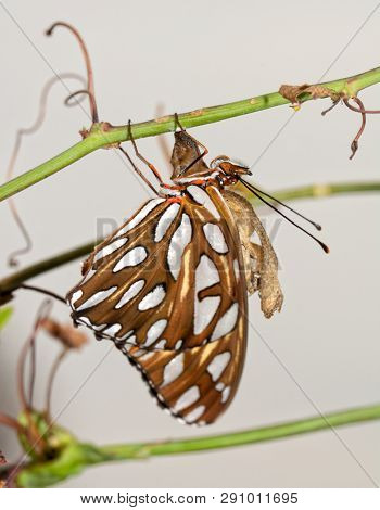 Gulf Fritillary butterfly after eclosion, hanging next to his chysalis on a Passionvine