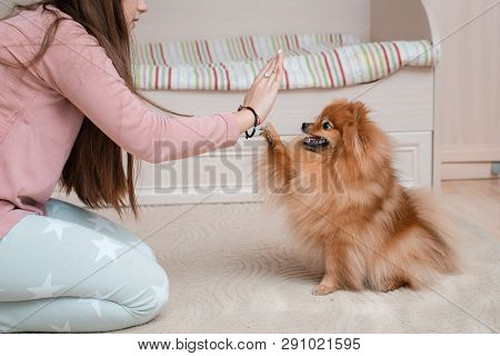 Teenage Girl With A Dog Breed Spitz Rejoices With A Pet At Home On The Floor. Care And Training Of A