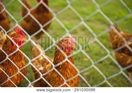 Flock Of Hens And Green Grass Background