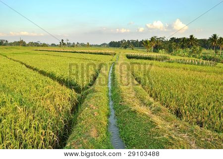 campo de arroz verde e céu azul na Indonésia