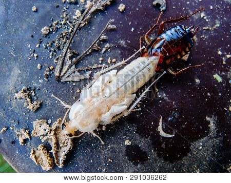 Close Up Of New Cockroach Molting Is Still White