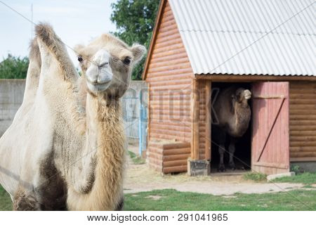 Family Of White Two-humped Camels Couple Stand In Zoo Aviary Yard