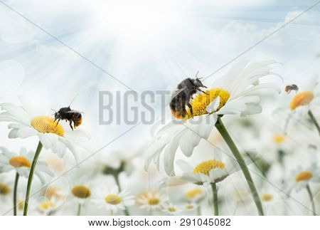 Bumblebee  Sitting On Camomiles. Macro Photo. White Flowers. Life Of Insects