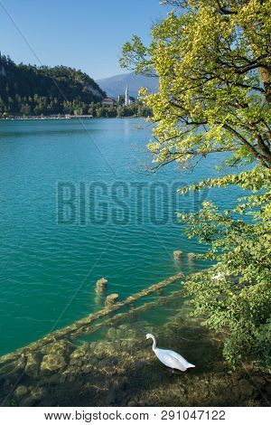 Colorful Summer Scene In The Park Of Bled Town With Medieval Castle Blejski Grad. White Swans On Ble