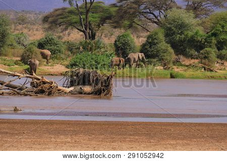 Elephants Crossing River, In Samburu National Park, Kenya, Africa