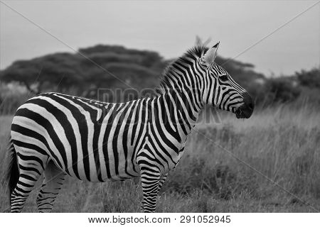 Black And White Zebra Portrait In Masai Mara, Kenya