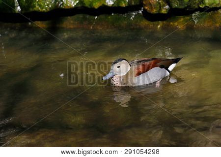 View Of Swimming Male Ringed Teal Duck. Photography Of Nature And Wildlife.