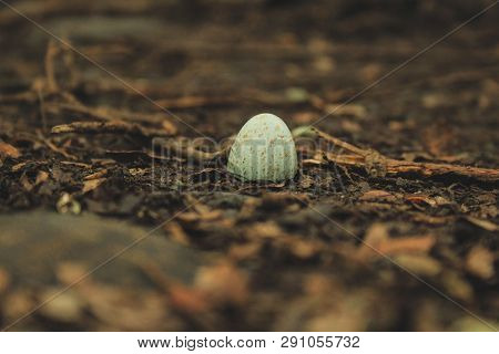 Small Pretty Broken Bird Egg Shell On Forest Ground, New Zealand
