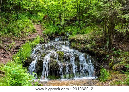 Forest Stream 