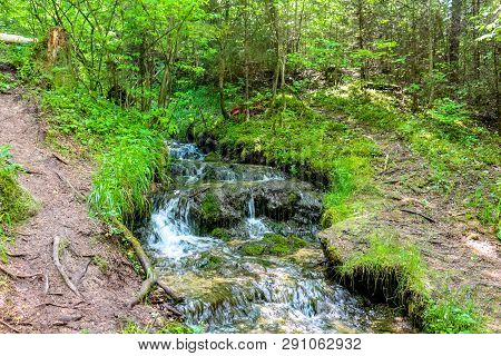 Forest Stream 