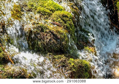 Forest Stream 