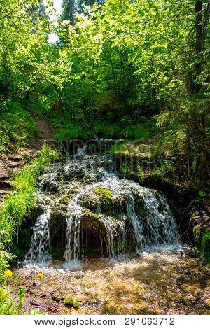 Forest Stream 