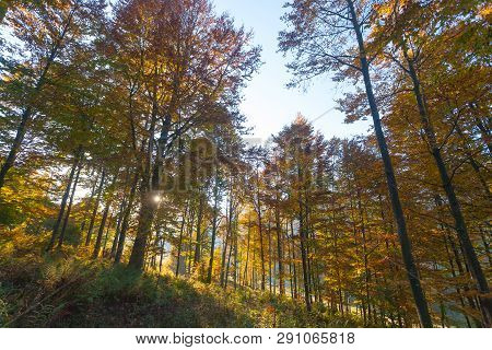 Trees In Autumn Season Background. Beauty In Nature. Autumn Lansdscape
