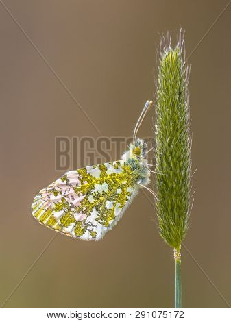 Orange Tip Butterfly (anthocharis Cardamines) Resting On Grass Ear Flower