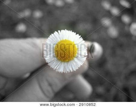 Daisy sur le fond noir et blanc