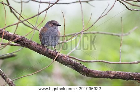 An Adult Dunnock (prunella Modularis) Perches On A Tree Branch At The Wood Lane Nature Reserve In Sh