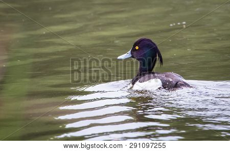 Adult Male Tufted Duck (aythya Fuligula) Swimming In A Pond At The Wood Lane Nature Reserve In Shrop