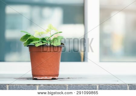 The Plant In Pot Outside The Building. Glowing And Nature Environment.