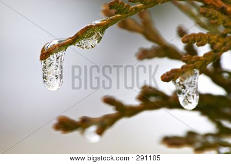 Eiszapfen auf einem Busch