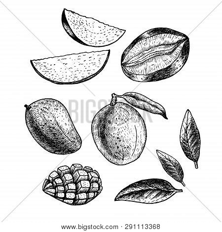 Hand Drawn Set Of Mango. Vintage Vector Sketch