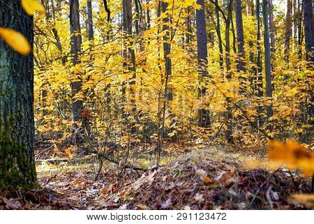 Autumn Forest. Non Urban Scene.
Autumn Forest. Non Urban Scene.