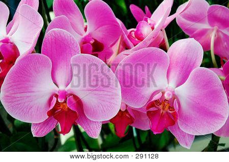 Orchidee rosa