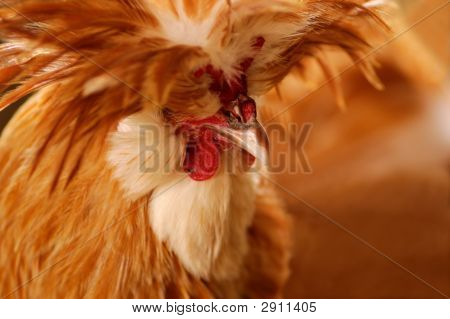 Eksotiske Rooster portræt