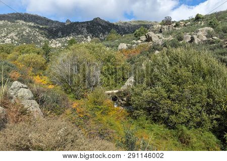Willow Forest In The Callejas Stream, In The Sierra De Los Porrones, Guadarrama Mountains, El Boalo,