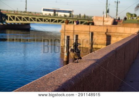 The Crow Is Sitting On The Palm-bed Before The River Neva