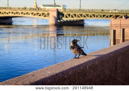 The Crow Is Sitting On The Palm-bed Before The River Neva