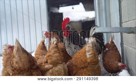 Live Winter Life In The Yard. Chickens In The Yard. Chickens In The Winter On The Farm. Chickens And