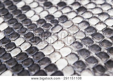 Structure Natural Snake Skin Pattern. Piton Skin Background. Python Skin Texture Background. The Tex