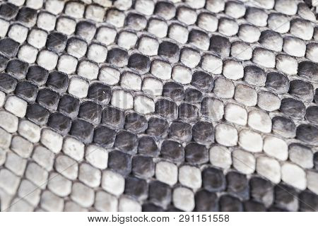 Structure Natural Snake Skin Pattern. Piton Skin Background. Python Skin Texture Background. The Tex