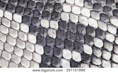 Structure Natural Snake Skin Pattern. Piton Skin Background. Python Skin Texture Background. The Tex