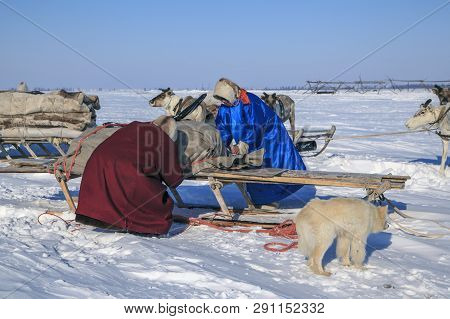 Nadym, Russia - April 27, 2018:  Yamal, Open Area,tundra,the Extreme North,  Assistant Reindeer Bree