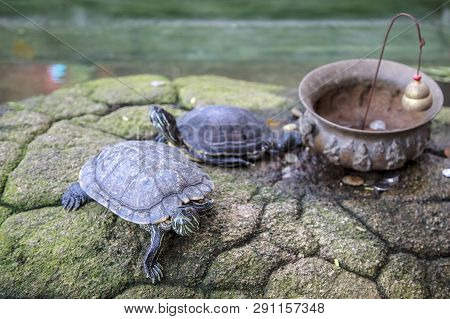 Wildlife Animal,  Southern River Terrapin (batagur Affinis). Also Known As The Batagur.