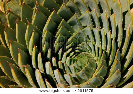 Spirale Aloe