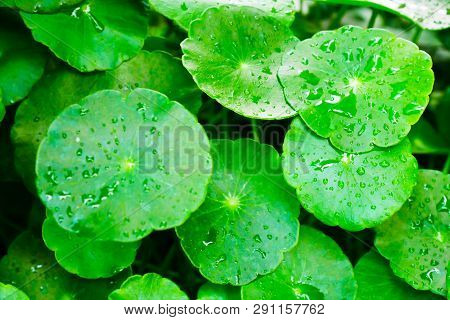 Beautyful Centella Asiatica Leaves With Moist And Green In Natural Floral Fern Background In The Tro