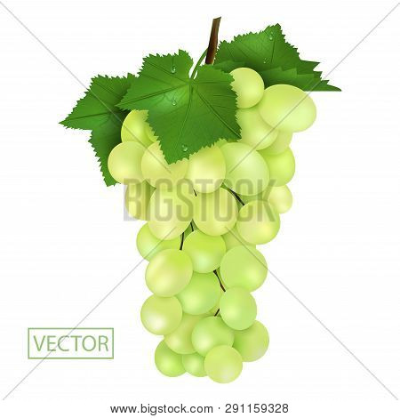 Realistic Ripe Green Grapes And Leaves With Drops. Juicy Fruit 3d Illustration High Detail Isolated 