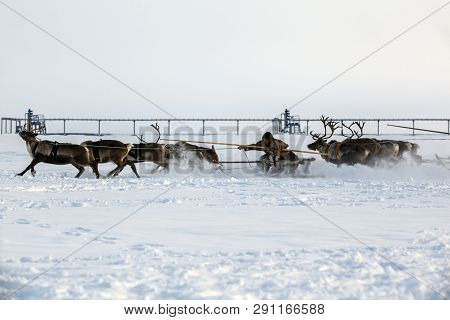 Nadym, Russia - February 23, 2019: Yamal, Open Area, Tundra,the Extreme North,  Races On Reindeer Sl