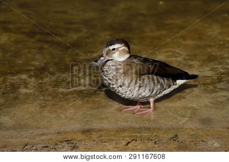 View Of Full Body Female Ringed Teal Duck. Photography Of Nature And Wildlife.