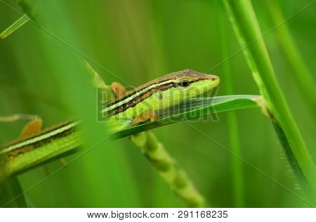 Close Up Takydromus Sexlineatus With Natural Background