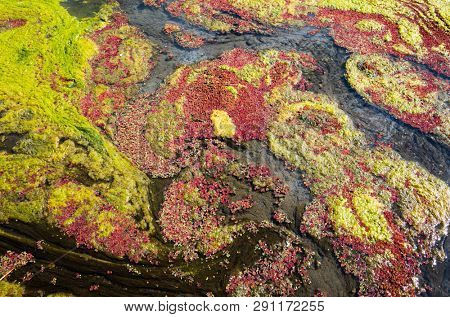 colorful red azolla floating of the river at winter at Wujie , Nantou, Taiwan