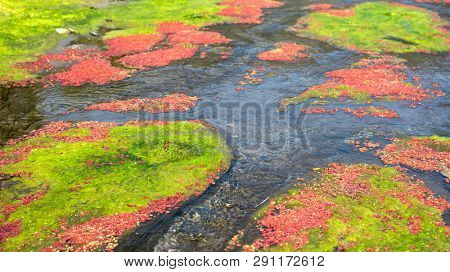 colorful red azolla floating of the river at winter at Wujie , Nantou, Taiwan